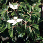 RADIANT ROSE DOGWOOD (Cornus kousa)