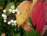 Red+osier+dogwood+bush