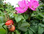 ROSA RUGOSA / RUBRA (Rosa rugosa rubra)