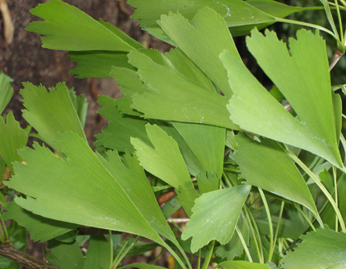 SARATOGA GINKGO (Ginkgo biloba)