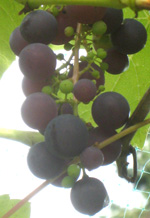 SCHUYLER GRAPE (Vitis vinifera x)