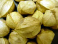 Shellbark Hickory Nuts