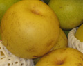 SHINSEIKI ASIAN PEAR (Pyrus pyrifolia)