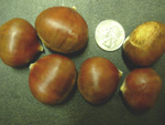 SILVERLEAF CHESTNUT (a.k.a Eurobella) (Castanea crenata  x)