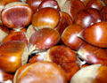 Skookum Chestnut Seed  (Chinese x European)