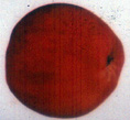 SPITZENBERG APPLE (Malus domestica)