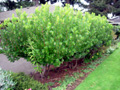 STRAWBERRY TREE SEEDLING (Arbutus unedo)