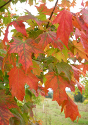 Maple Trees