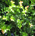 THUNDERBIRD EVERGREEN HUCKLEBERRY (Vaccinium ovatum)