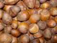 Turkish Tree Hazel Seed Nuts (Corylus colurna)