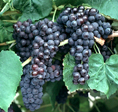 VENUS GRAPE (Vitis spp.)