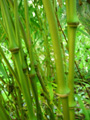CHINESE WALKING STICK BAMBOO (Qiongzhuea tumidissinoda)