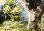 GOLDEN WEEPING WILLOW (Salix alba tristris)