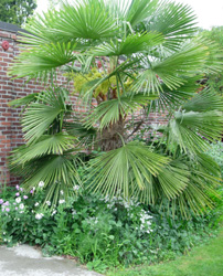 Palm Trees