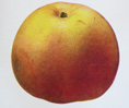 WINTER  BANANA APPLE (Malus domestica)