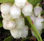 WINTERGREEN (Gaultheria procumbens)
