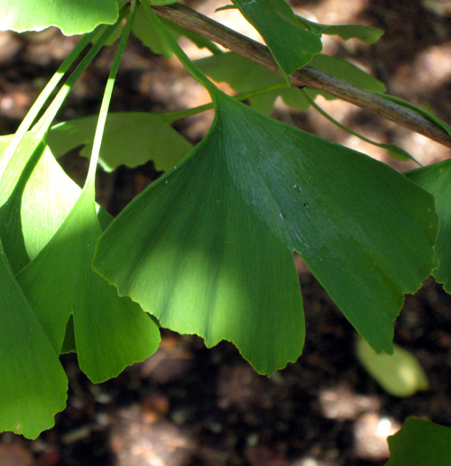 WITCHES BROOM GINKGO (Ginkgo biloba)