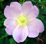 WOOD ROSE (Rosa woodsii)