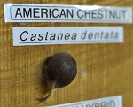 AMERICAN CHESTNUT SEEDS (Castanea dentata)