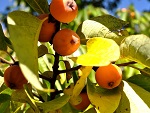 AMERICAN PERSIMMON (Diospyrus virginiana)