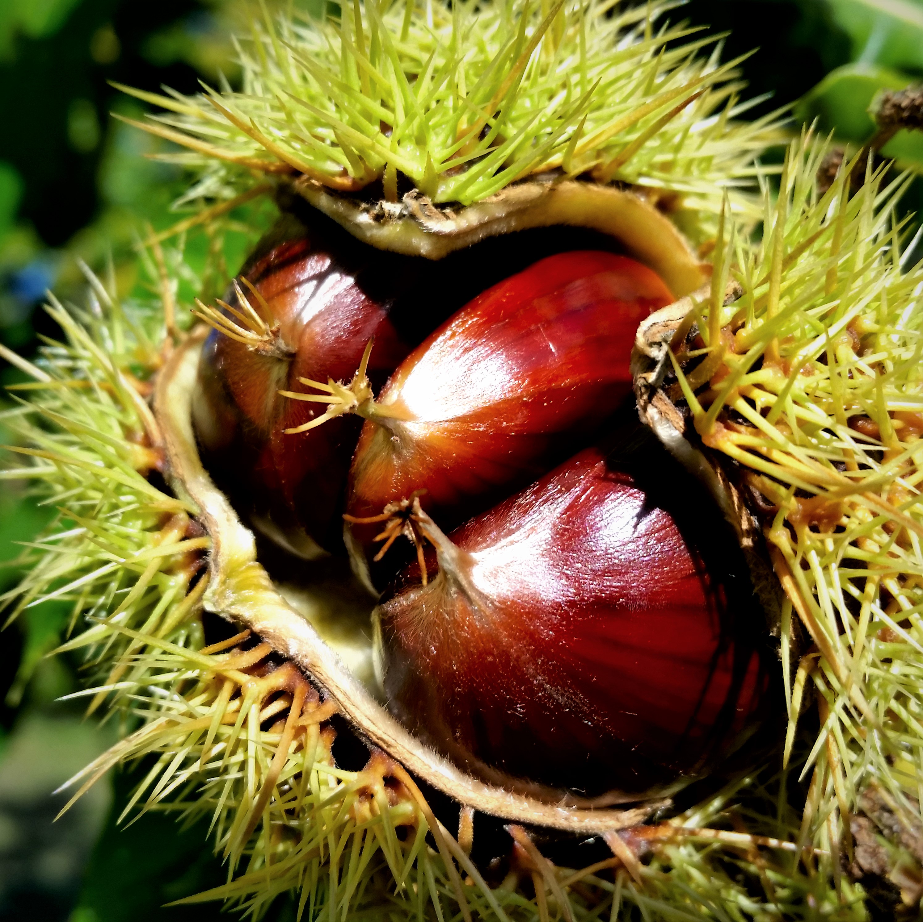 All about Nuts: Planting for Food and Timber