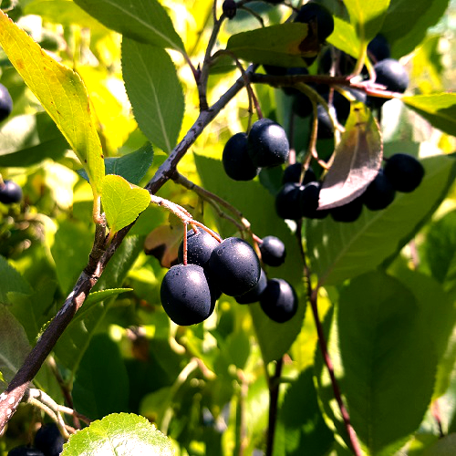Buy Nero Aronia Black Chokeberry | Burnt Ridge Nursery-Burnt Ridge Nursery