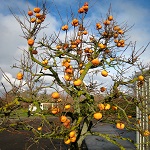 MAEKAWA JIRO ASIAN PERSIMMON  (Diospyros kaki)