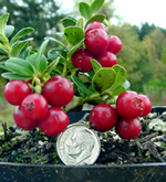 BALSGARD LINGONBERRY (Vaccinium vitus-idaea)