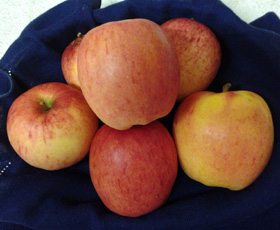 BELLA (REBELLA) APPLE (Malus domestica)