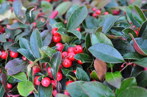 BERRY CASCADE WINTERGREEN (TM) (Gaultheria procumbens)