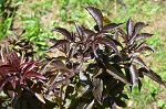 BLACK BEAUTY ELDERBERRY (Sambucus nigra)