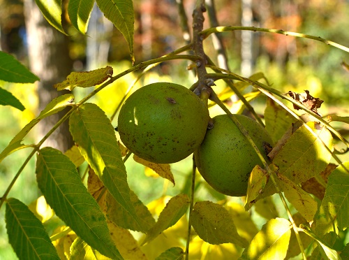 EMMA KAY BLACK WALNUT (Juglans nigra)