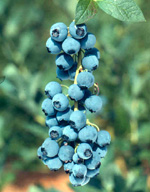 BLUEJAY BLUEBERRY (Vaccinium corymbosum)