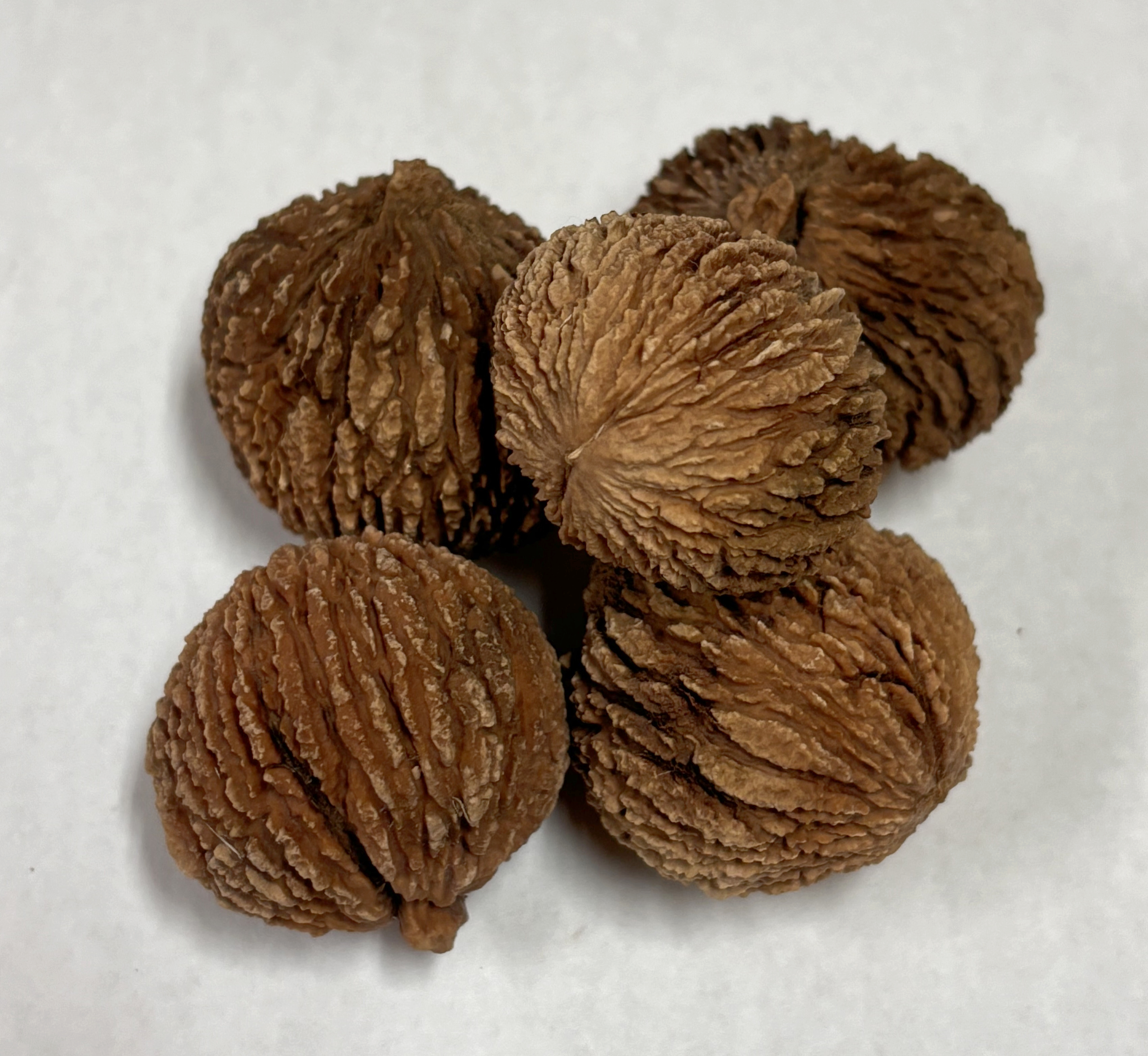 BOELLNER BLACK WALNUT (Juglans nigra)