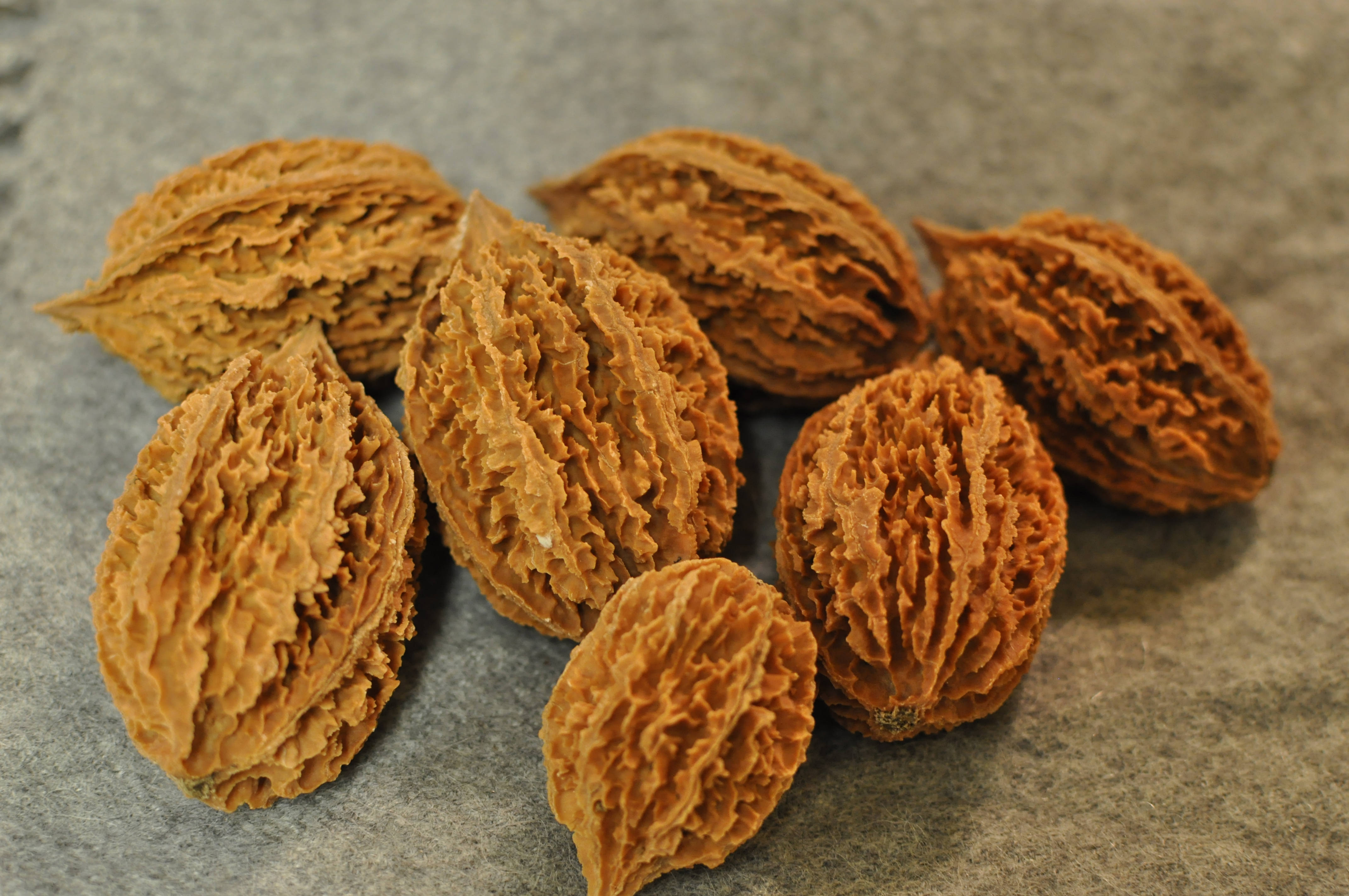 BUTTERNUT SEEDS (Juglans cinerea)
