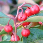 CHERRY BERRIES WINTERGREEN (Gaultheria procumbens)