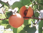 CHINESE (MORMON) APRICOT (Armeniaca vulgars)