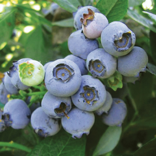 Southmoon Blueberry Plants Burnt Ridge Nursery & OrchardsBurnt Ridge