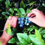NORTHBLUE BLUEBERRY (Vaccinium corymbosum x)