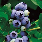 NORTHLAND BLUEBERRY (Vaccinium corymbosum)