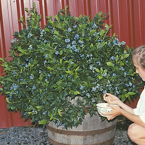 NORTHSKY BLUEBERRY (Vaccinium corymbosom x)