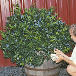 NORTHSKY BLUEBERRY (Vaccinium corymbosom)