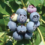 STAR BLUEBERRY (Vaccinium corymbosum x)