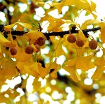 SELF-FERTILE GINKGO (Ginkgo biloba)