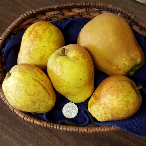 HUDSONS GOLDEN GEM APPLE (Malus domestica)