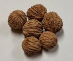 HAYS BLACK WALNUT SEED (Juglans nigra)