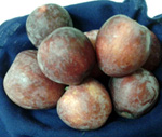 MACOUN APPLE (Malus domestica)