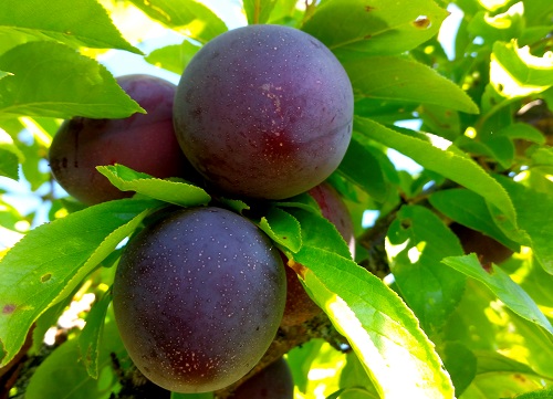METHLEY PLUM (Prunus salicina x)