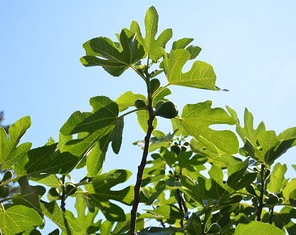 LSU PURPLE FIG (Ficus carica)