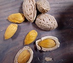 NC 10 ALMOND (Prunus dulcis)